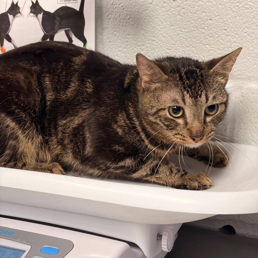 Enlarge Allentown, a Adoptable Domestic Short Hair in Birdsboro, PA image 3/3