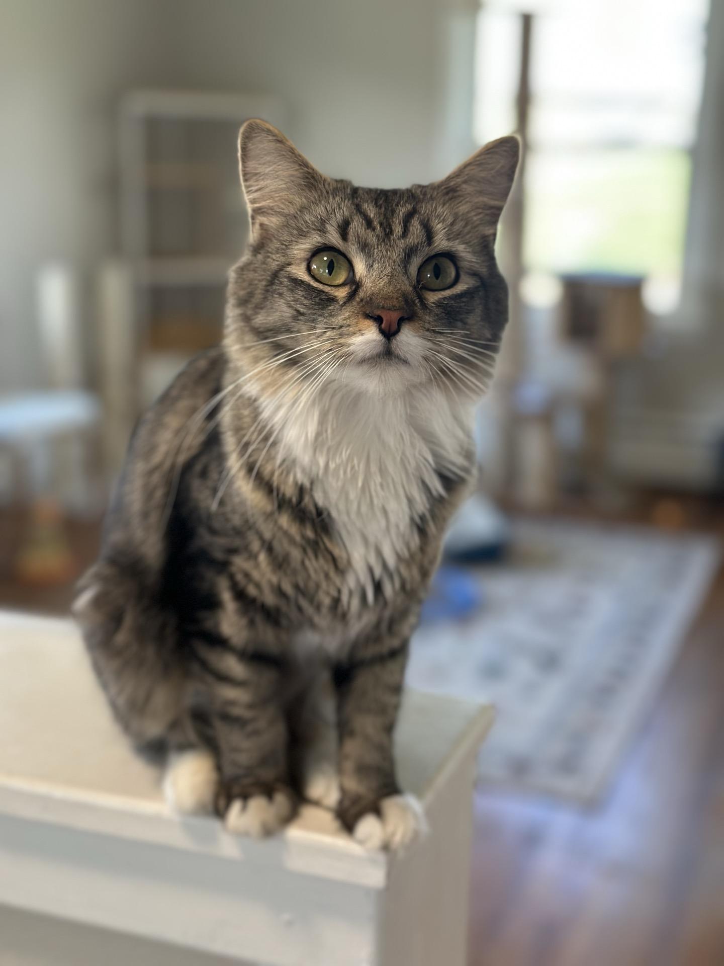 Enlarge Rosie, a Adoptable mixed breed in Greensburg, PA image 3/3