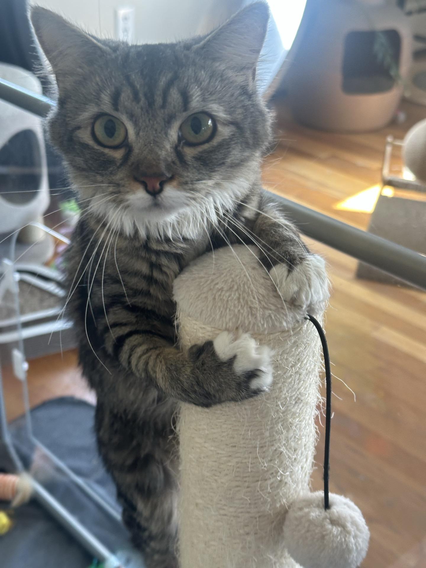 Enlarge Rosie, a Adoptable mixed breed in Greensburg, PA image 2/3