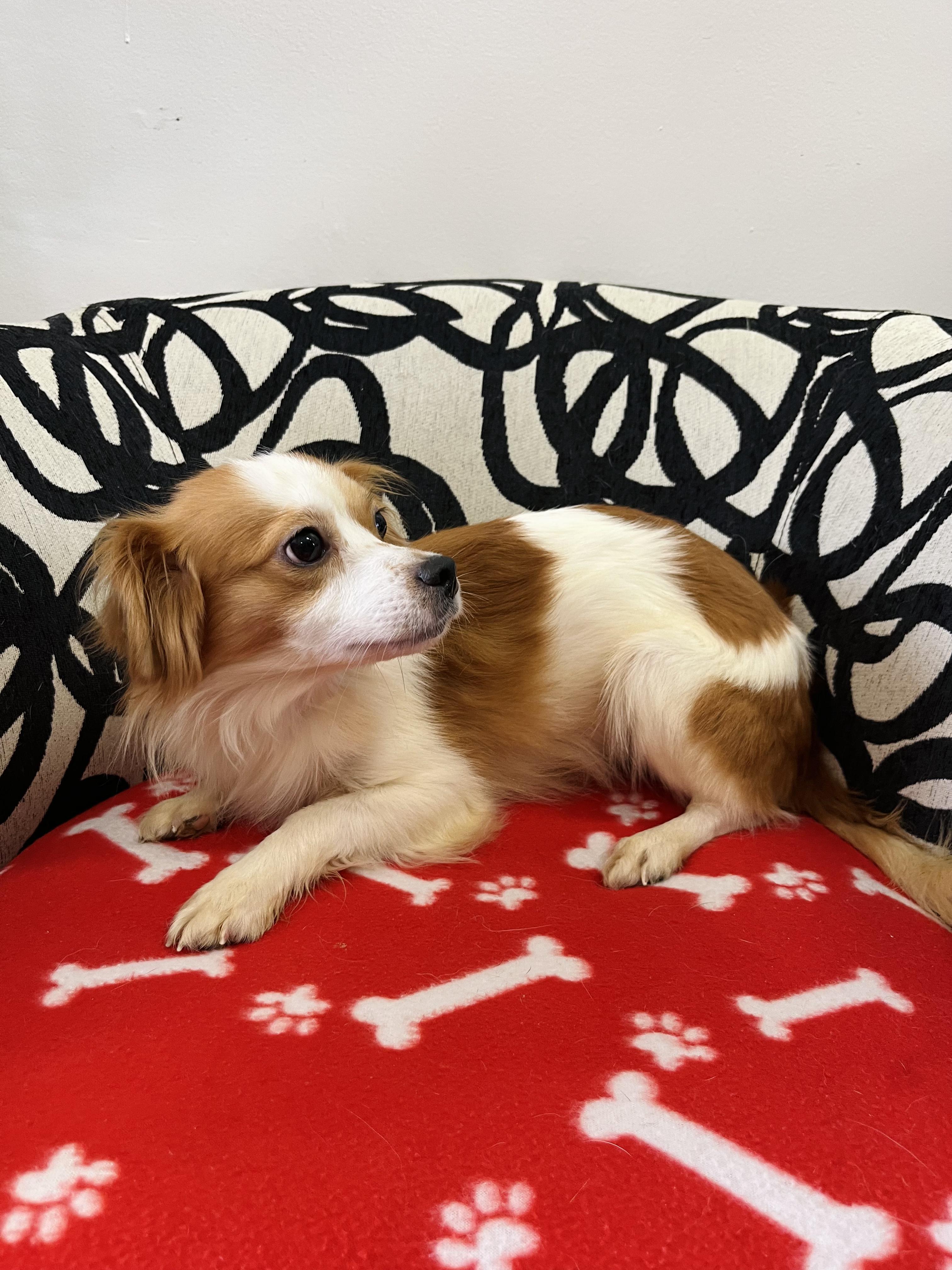 Buzz, an adoptable Papillon, Mixed Breed in Palm City, FL, 34990 | Photo Image 1