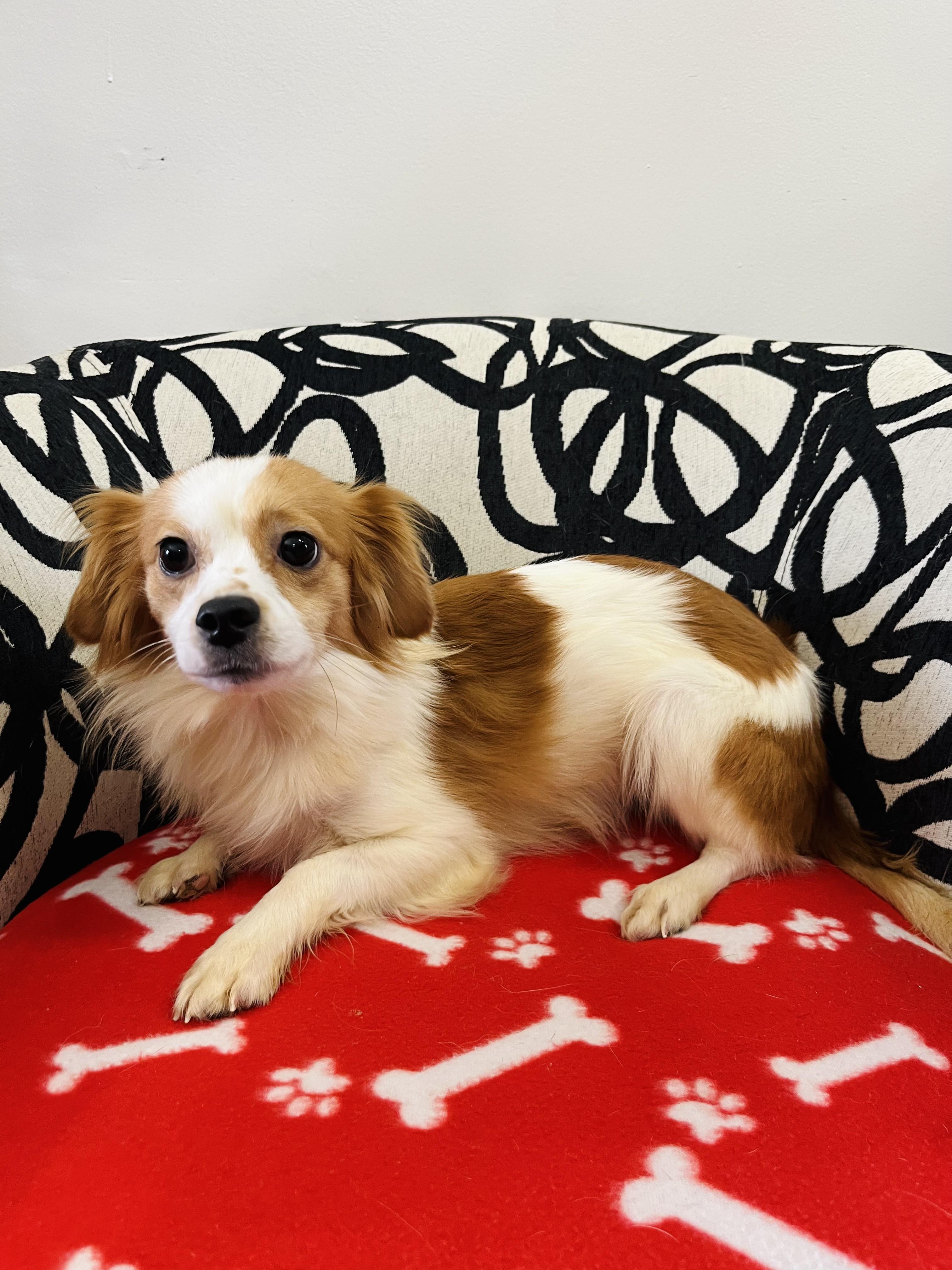 Buzz, an adoptable Papillon, Mixed Breed in Palm City, FL, 34990 | Photo Image 2