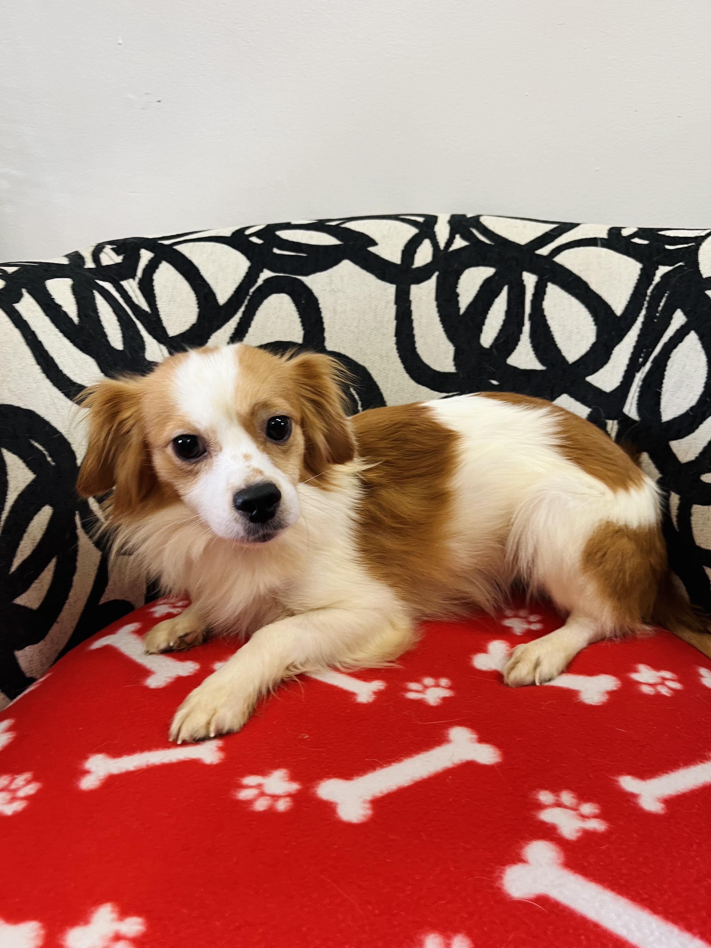 Buzz, an adoptable Papillon, Mixed Breed in Palm City, FL, 34990 | Photo Image 3