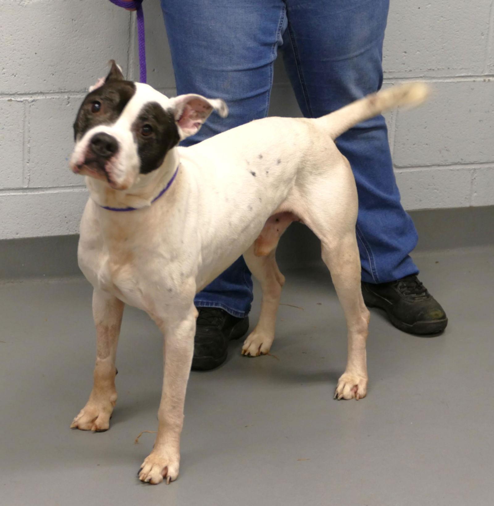 Enlarge Onyx (courtesy post), a Adoptable Pit Bull Terrier in Pittsburgh, PA image 1/3