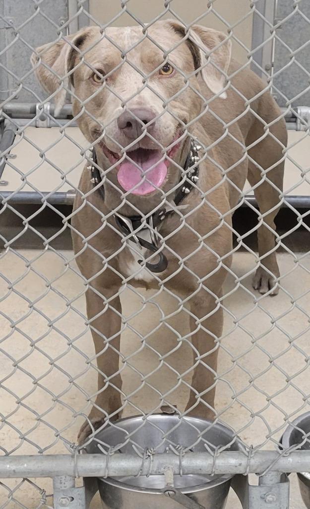 Filipe, Adoptable, Young Male Mixed Breed.