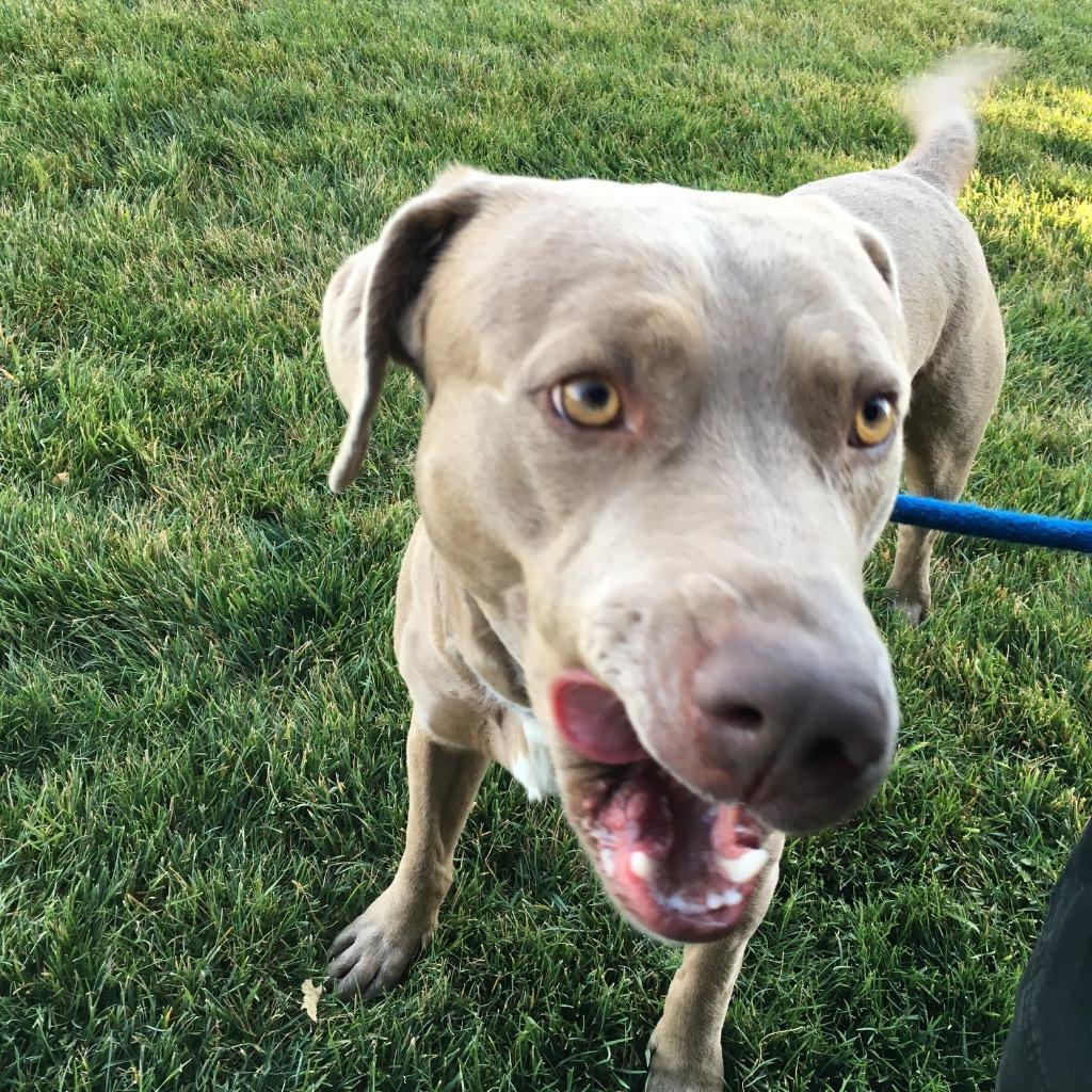 Enlarge Filipe, a Adoptable mixed breed in Heber City, UT image 2/2