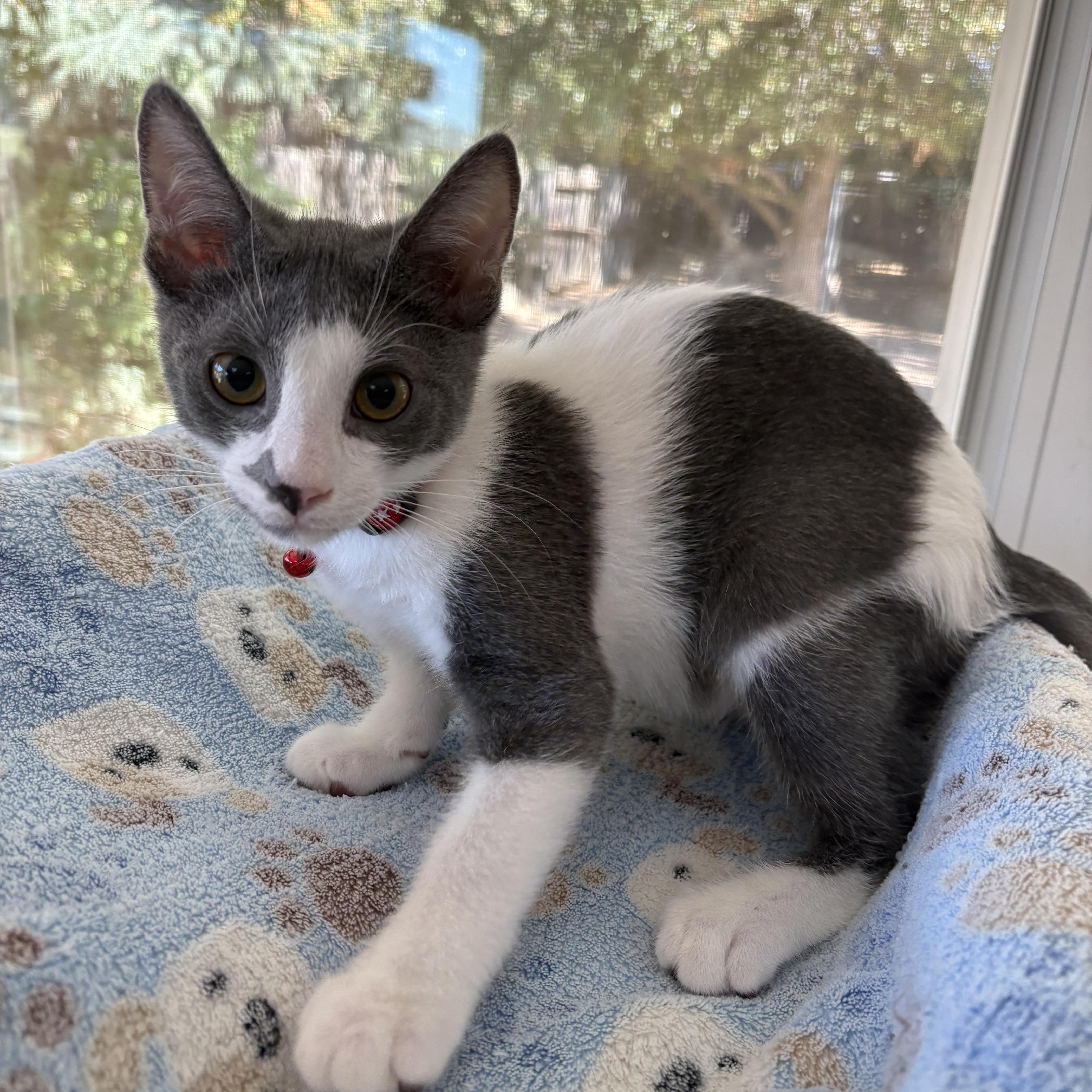 Enlarge Logan, a Adopted Domestic Short Hair in Oakley, CA image 2/2