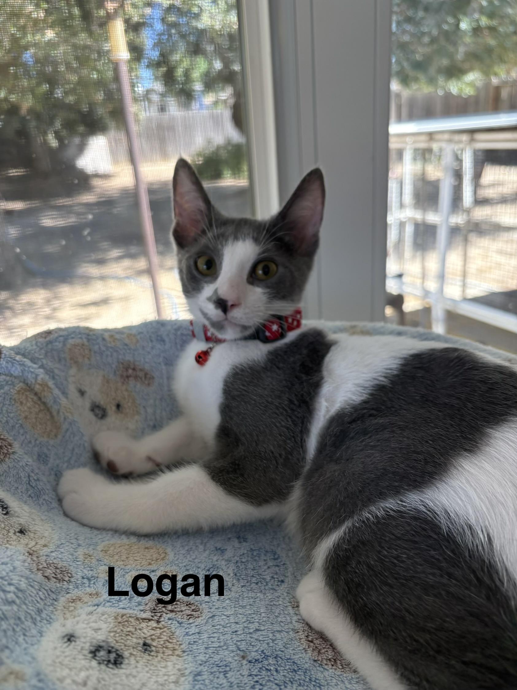 Enlarge Logan, a Adopted Domestic Short Hair in Oakley, CA image 1/2