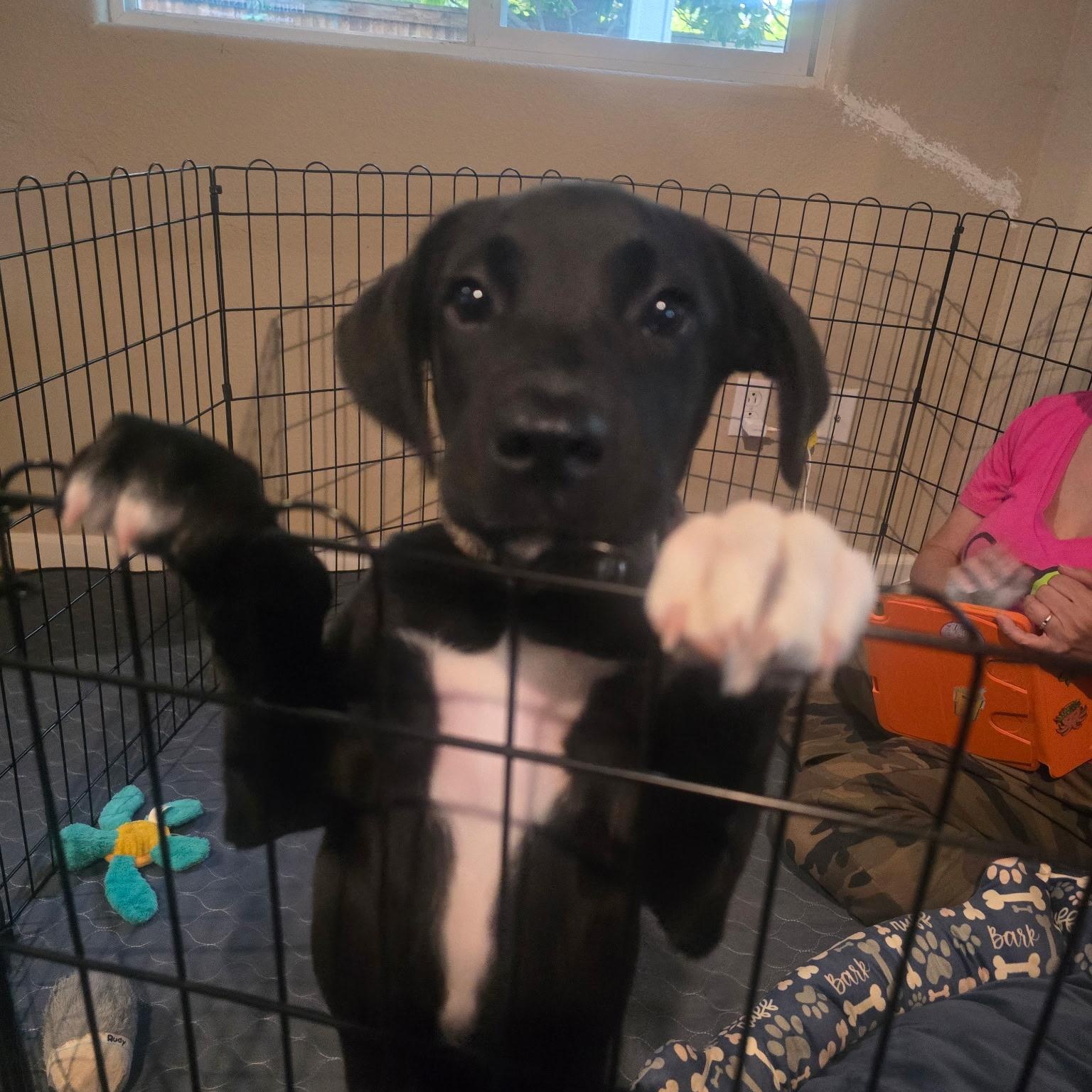 Micah, Adoptable, Puppy Female Pit Bull Terrier & Black Labrador Retriever.