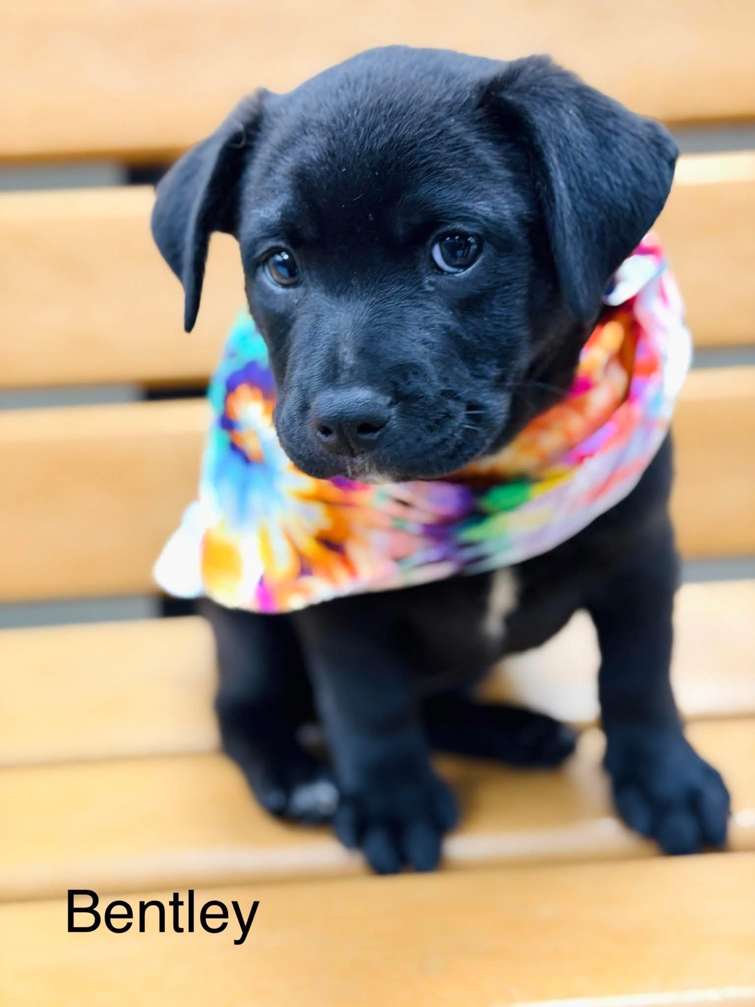 Bentley, ADOPTABLE, Puppy Male Basset Hound & Mixed Breed.