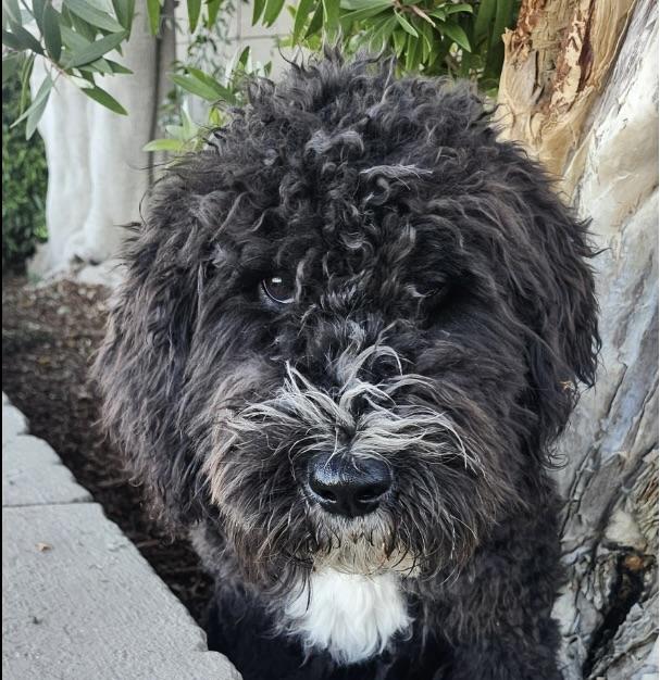 Enlarge Chico, a ADOPTABLE Bernadoodle in Torrance, CA image 3/4