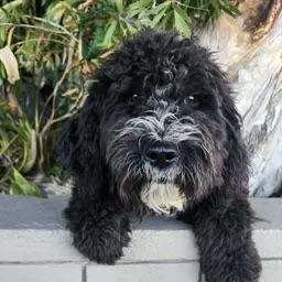 Chico, ADOPTABLE, Puppy Male Bernadoodle.