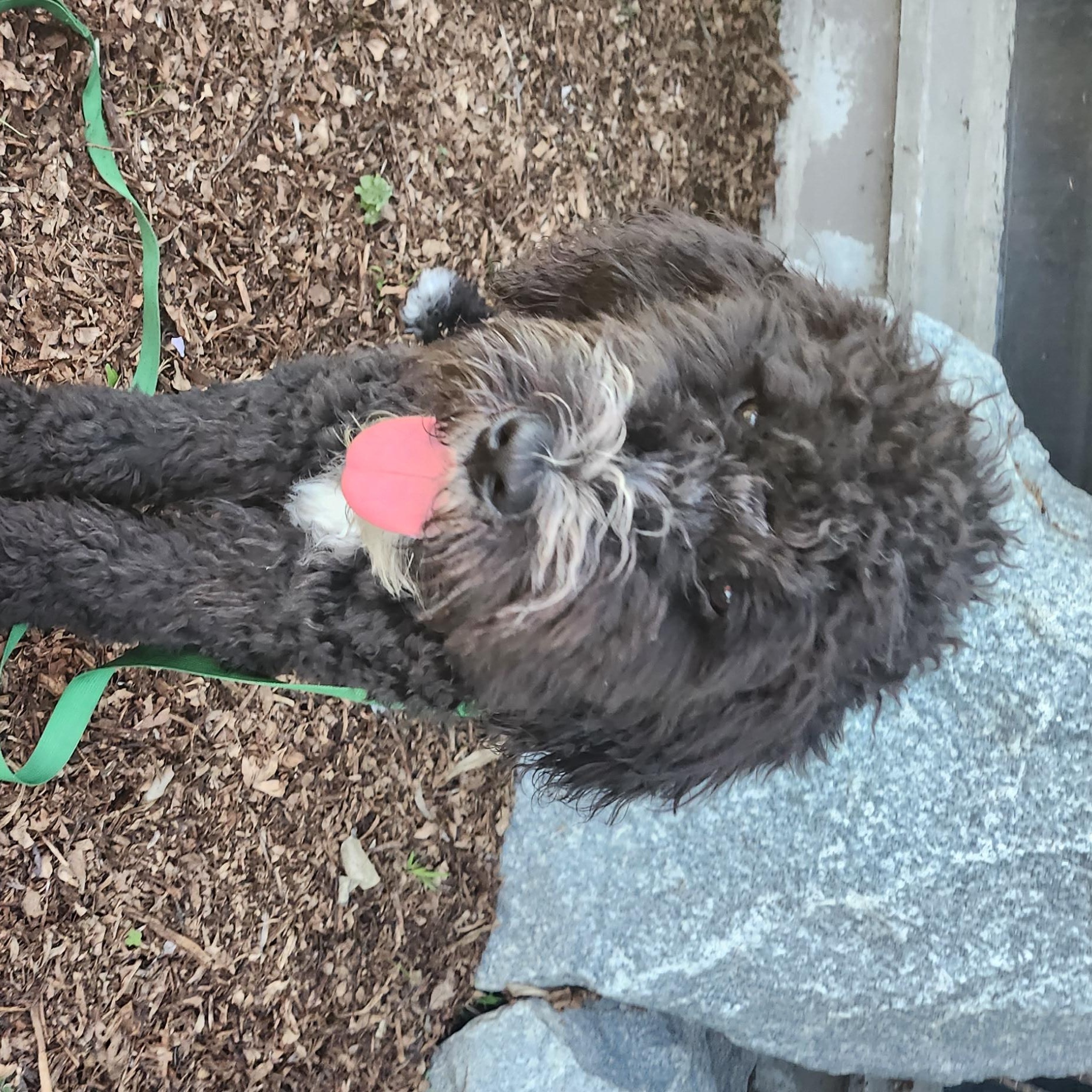 Enlarge Chico, a ADOPTABLE Bernadoodle in Torrance, CA image 4/4