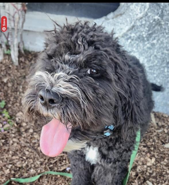 Enlarge Chico, a ADOPTABLE Bernadoodle in Torrance, CA image 2/4