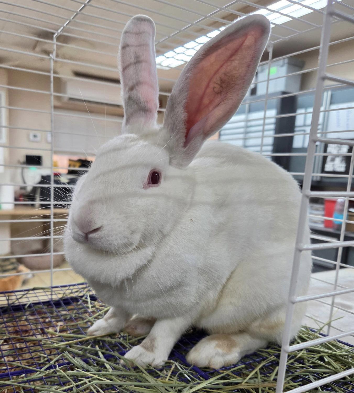 Enlarge Willow, a Adoptable New Zealand in El Centro, CA image 1/1