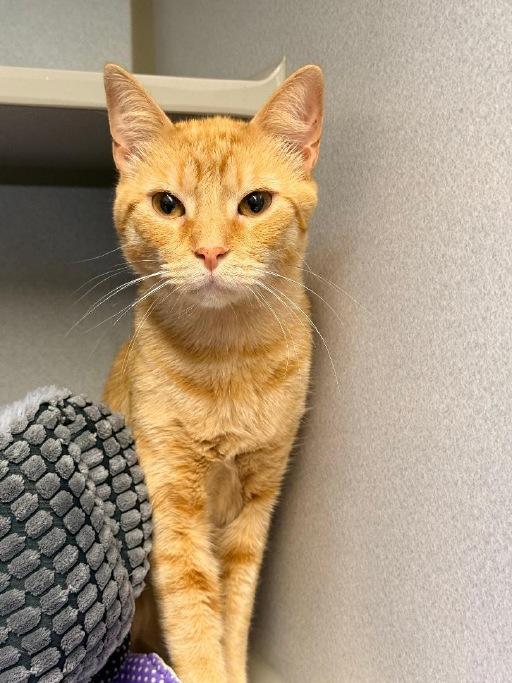 Enlarge Homer, a ADOPTABLE Domestic Short Hair in Winter Haven, FL image 4/6