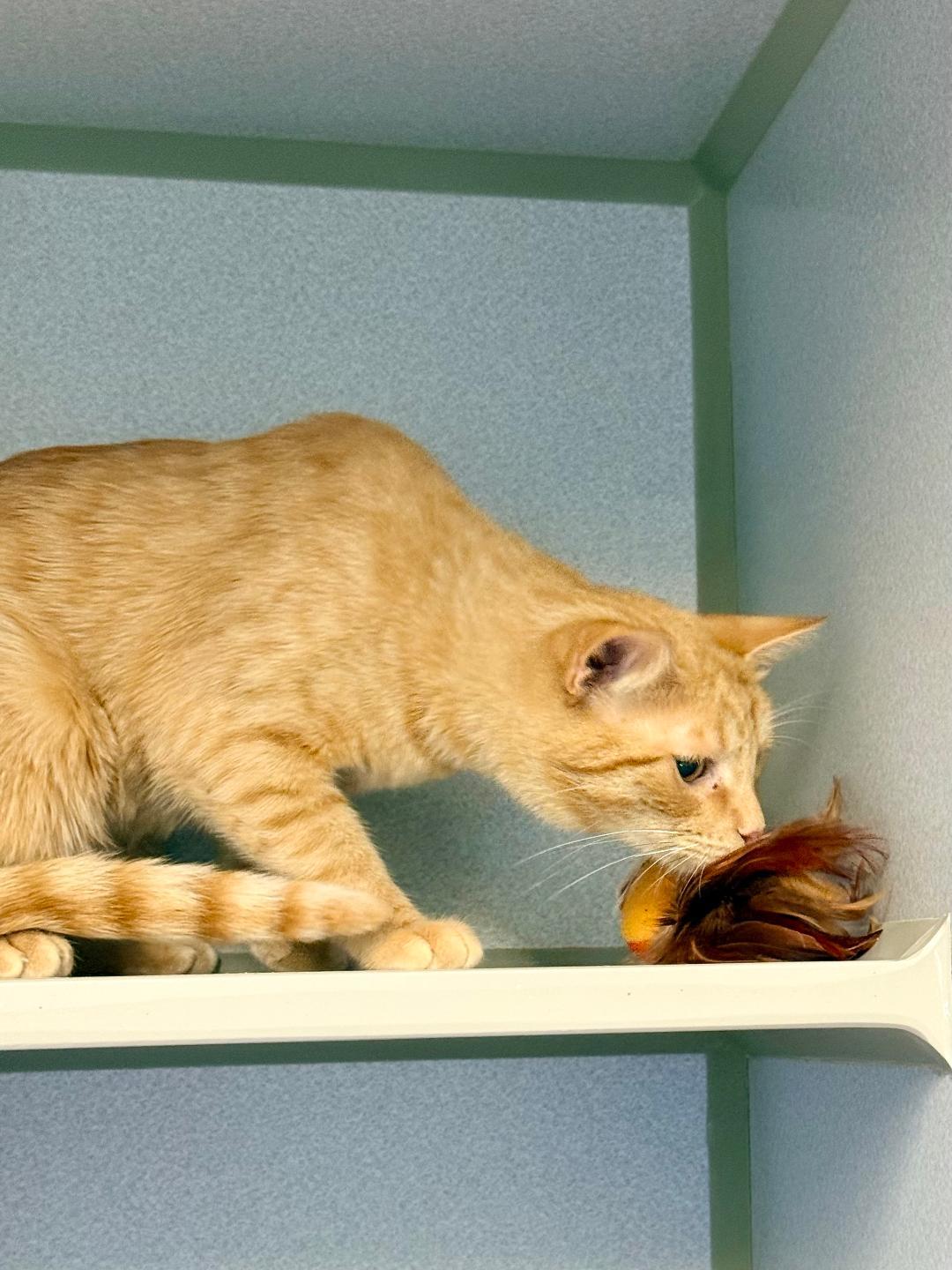 Enlarge Homer, a ADOPTABLE Domestic Short Hair in Winter Haven, FL image 3/6