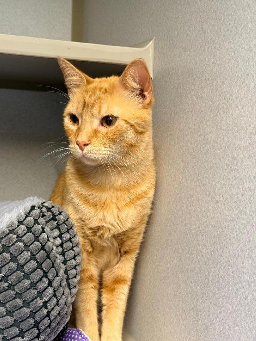 Enlarge Homer, a ADOPTABLE Domestic Short Hair in Winter Haven, FL image 5/6