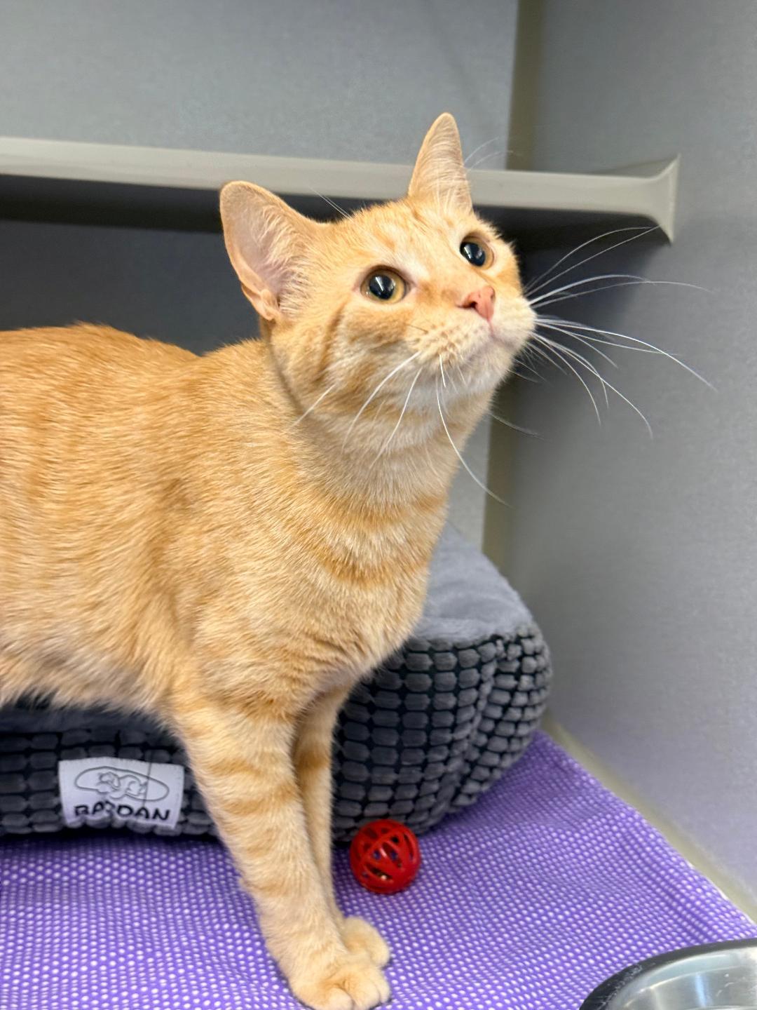 Homer, ADOPTABLE, Adult Male Domestic Short Hair.