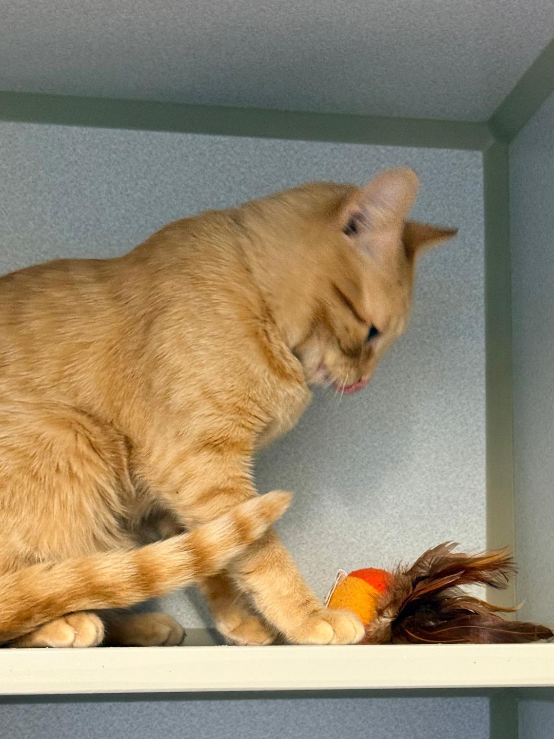 Enlarge Homer, a ADOPTABLE Domestic Short Hair in Winter Haven, FL image 2/6