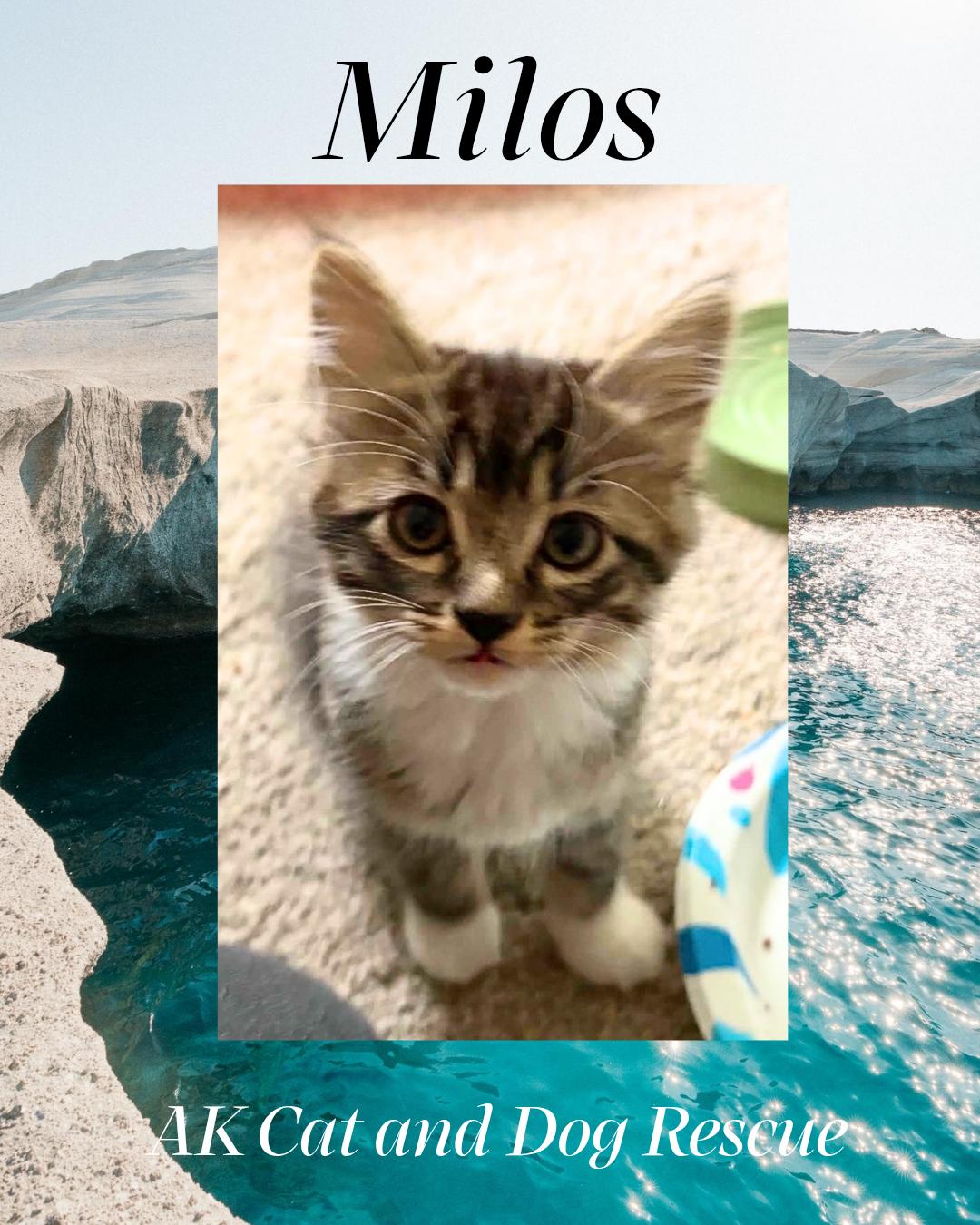 Milo, Adoptable, Kitten Male Domestic Medium Hair.