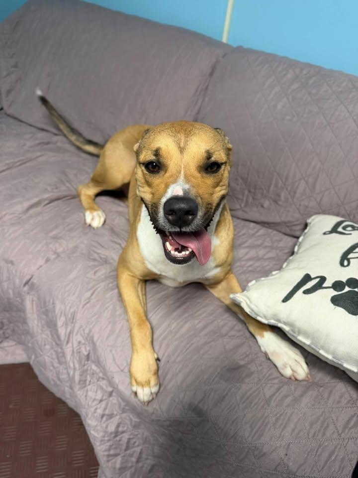Gemma, Adoptable, Adult Female Mixed Breed.