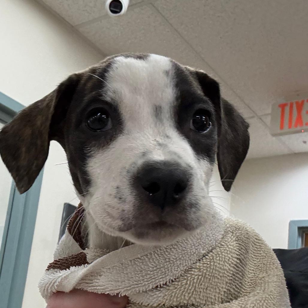 DeWalt, Adoptable, Puppy Male Mixed Breed.