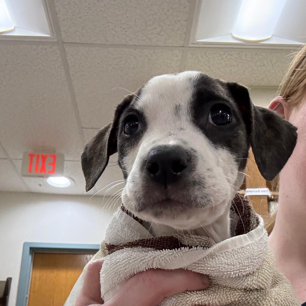 Enlarge DeWalt, a Adoptable Mixed Breed in Rockville, MD image 2/2
