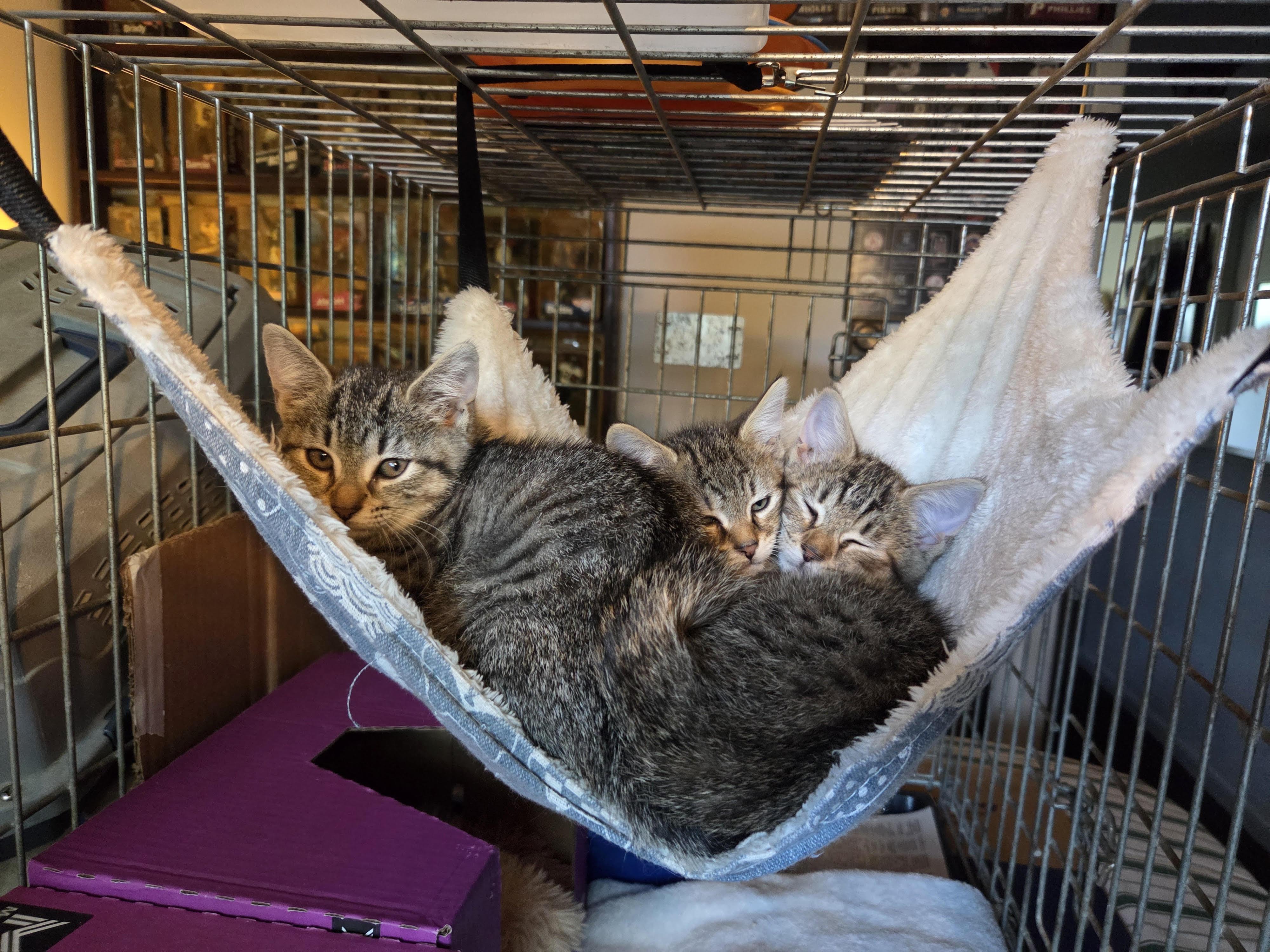 Enlarge Markl, a Adopted Domestic Short Hair in Burlington, VT image 1/5