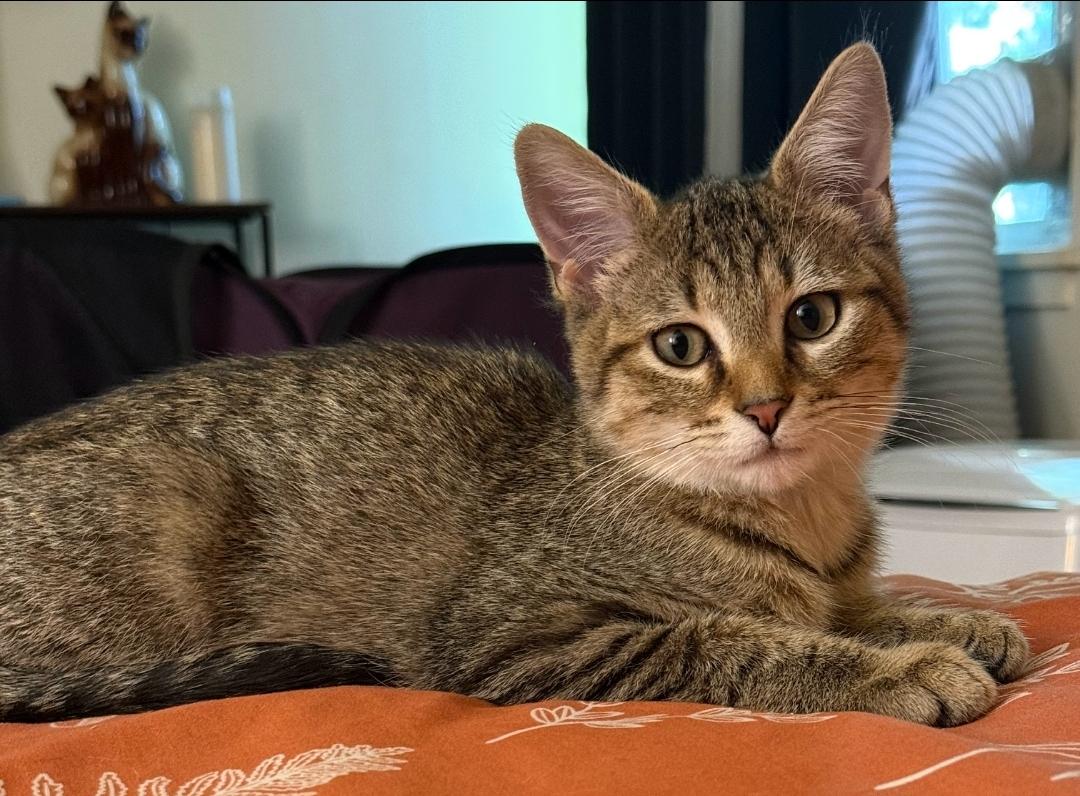 Enlarge Markl, a Adopted Domestic Short Hair in Burlington, VT image 3/5