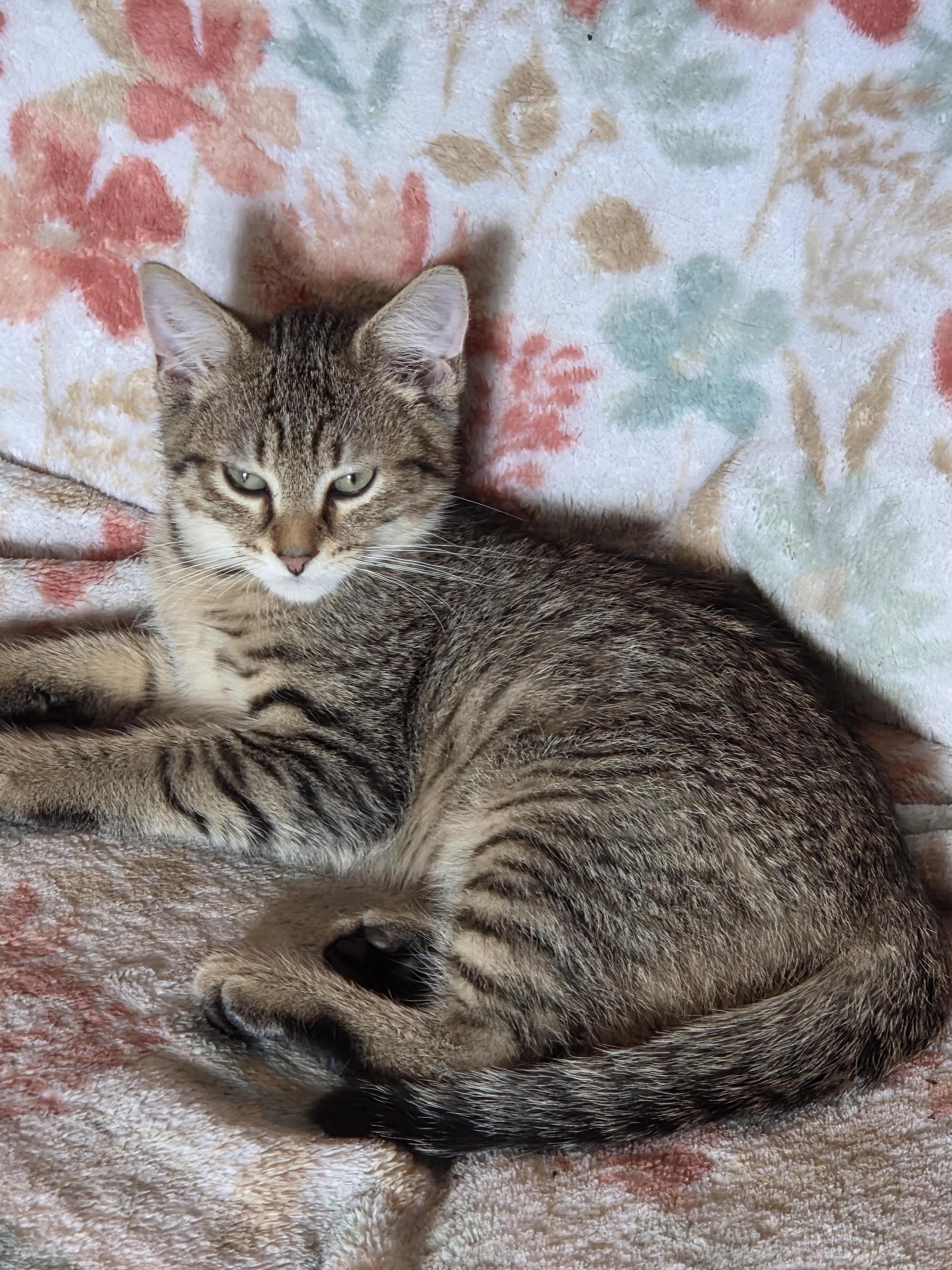 Enlarge Markl, a Adopted Domestic Short Hair in Burlington, VT image 5/5