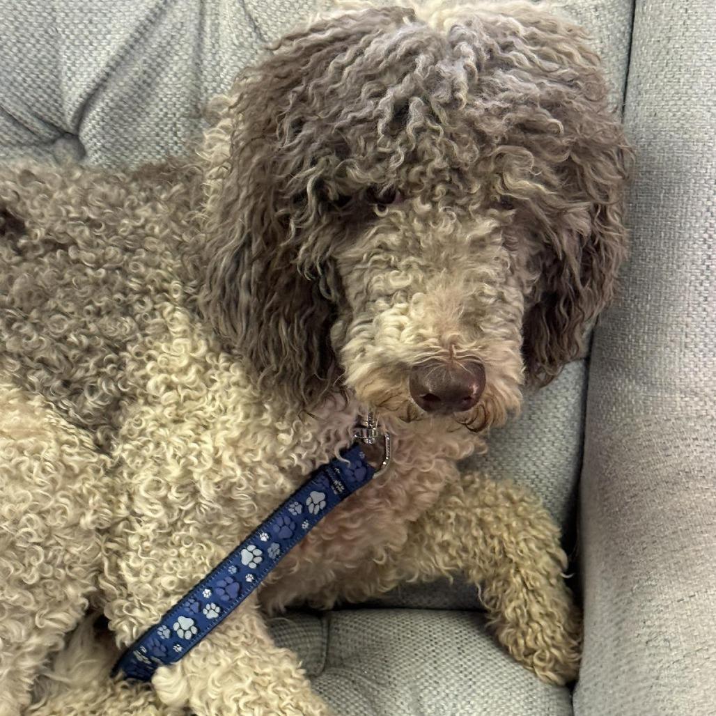 Enlarge OLLIE, an adopted mixed breed in Graham, WA image 4/4