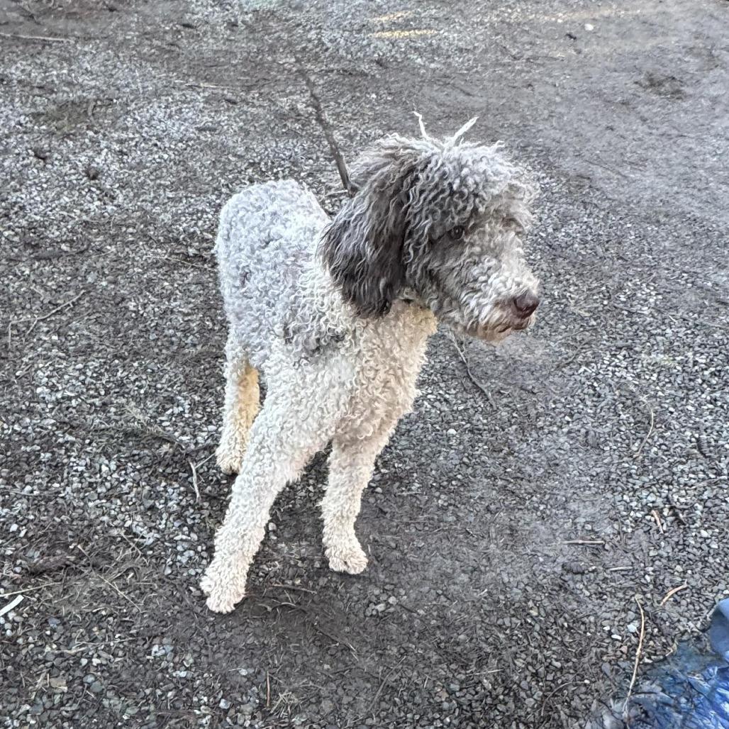 Enlarge OLLIE, an adopted mixed breed in Graham, WA image 3/4