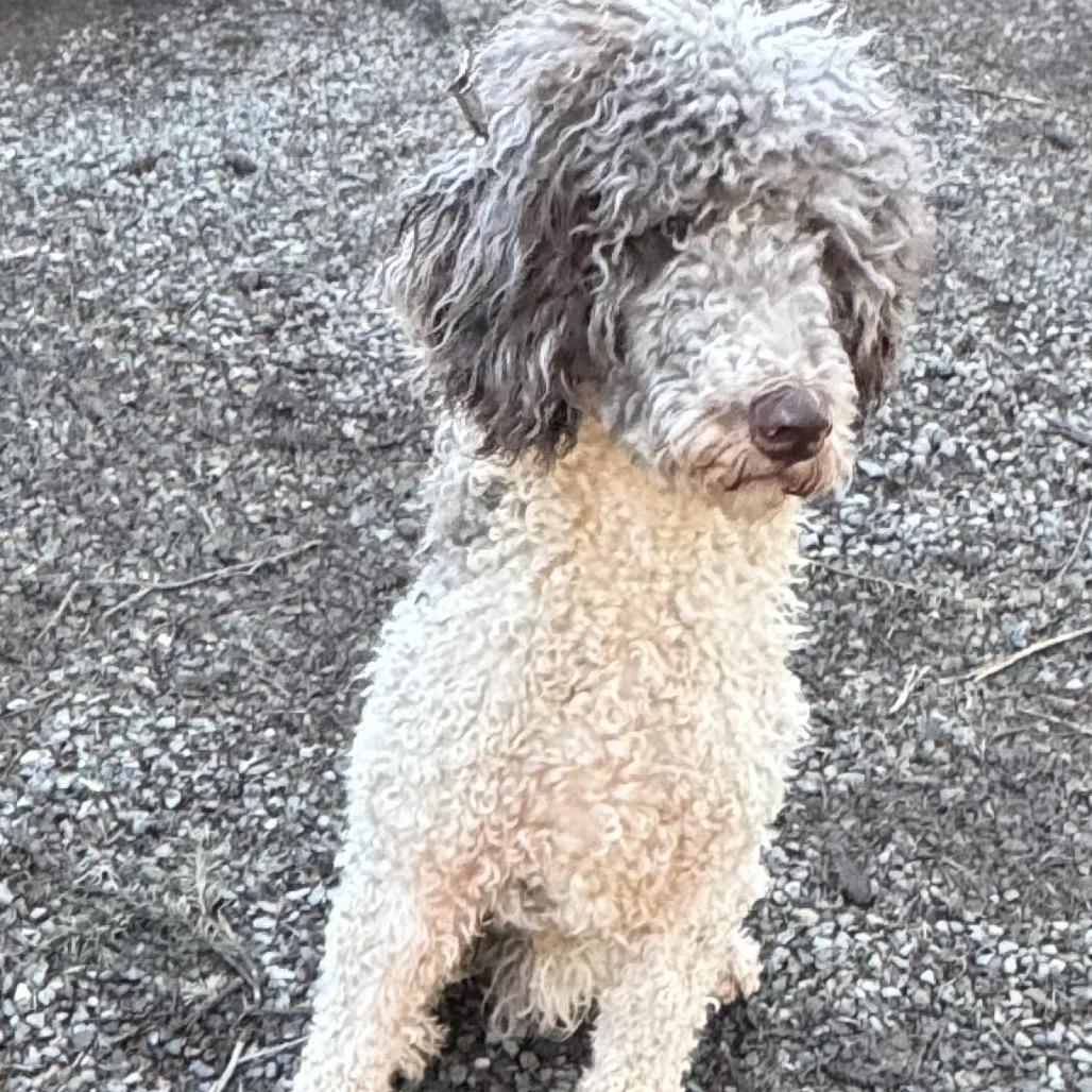 Enlarge OLLIE, an adopted mixed breed in Graham, WA image 2/4