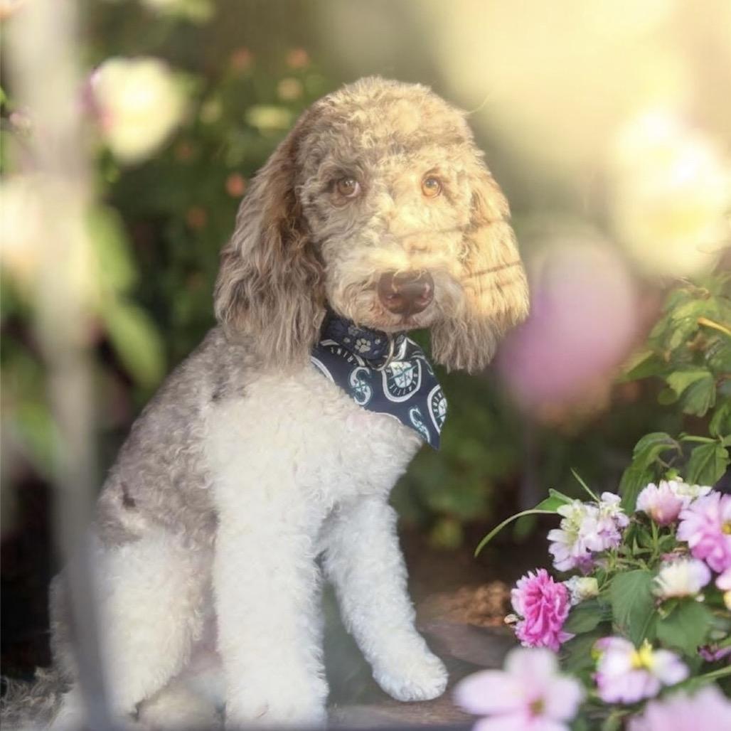 OLLIE, adopted, Young Male Poodle.