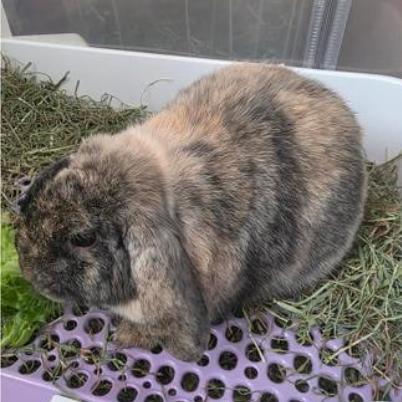 Pretzel, Adoptable, Young Male Mini Lop & Harlequin.