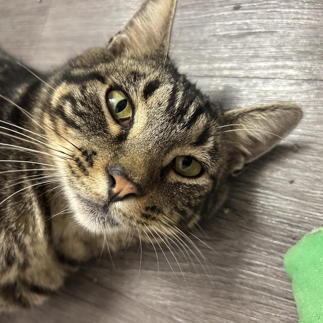 Enlarge Noel Gallagher (& Liam Gallagher), a Adoptable Domestic Short Hair in Columbia, MO image 1/5