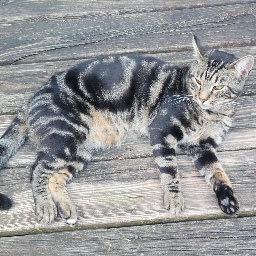 Enlarge Noel Gallagher (& Liam Gallagher), a Adoptable Domestic Short Hair in Columbia, MO image 2/5
