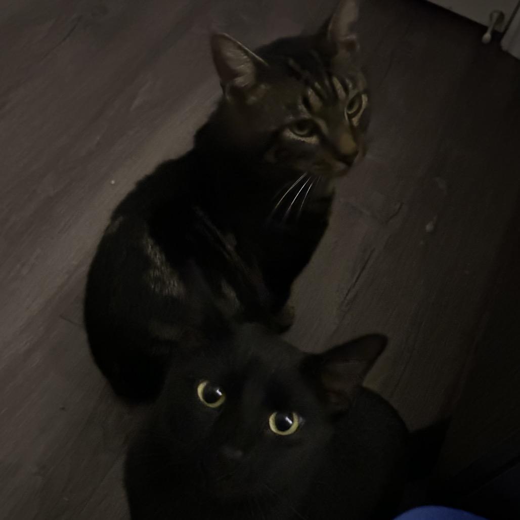 Enlarge Noel Gallagher (& Liam Gallagher), a Adoptable Domestic Short Hair in Columbia, MO image 3/5