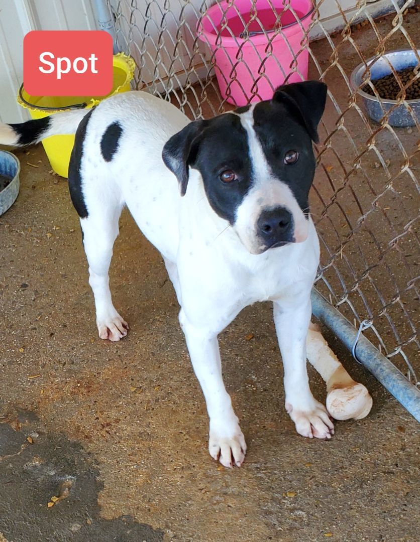 Dog for adoption Spot, a Pit Bull Terrier in Morrison, TN Petfinder