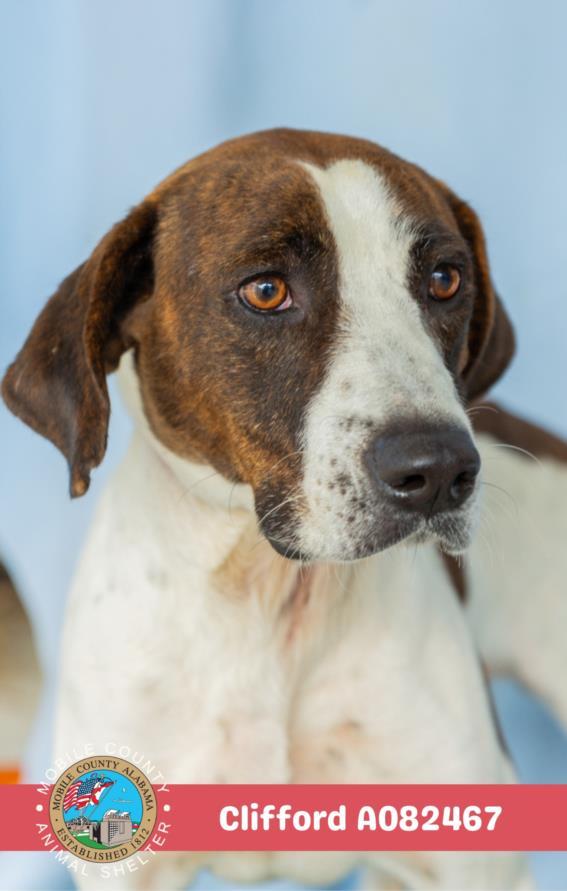 CLIFFORD, Adoptable, Adult Male Foxhound & Mixed Breed.