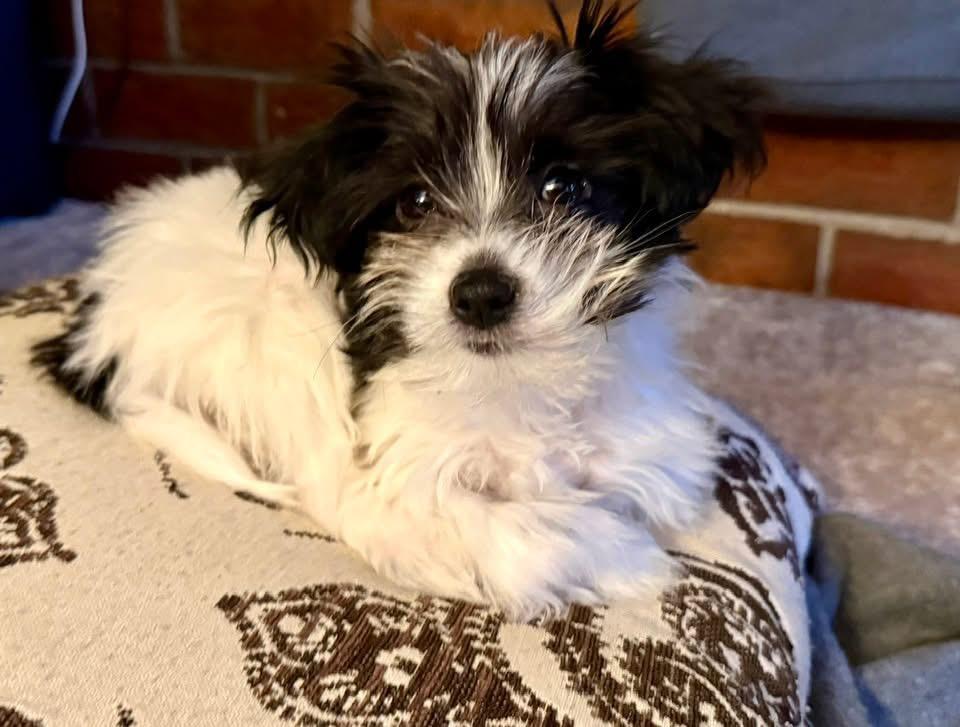 Enlarge Merry , an adopted mixed breed in Richmond, VA image 1/6