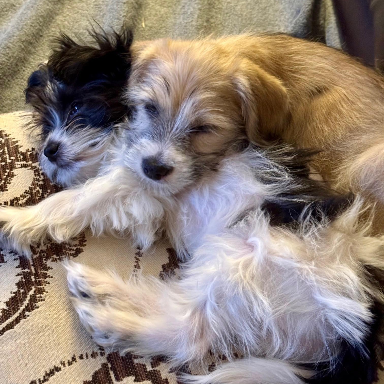 Enlarge Merry , an adopted mixed breed in Richmond, VA image 2/6