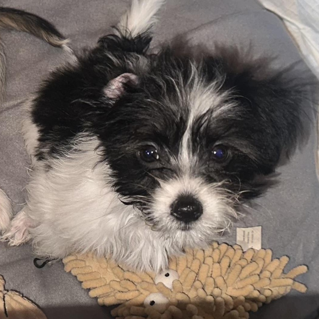 Enlarge Merry , an adopted mixed breed in Richmond, VA image 3/6