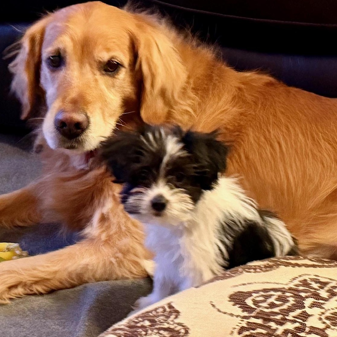 Enlarge Merry , an adopted mixed breed in Richmond, VA image 4/6