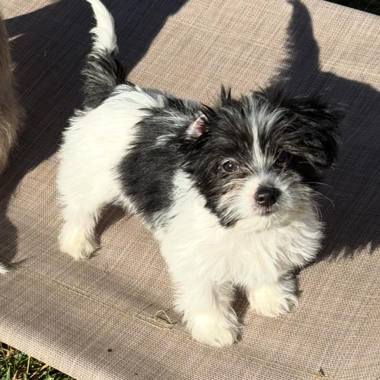 Enlarge Merry , an adopted mixed breed in Richmond, VA image 5/6