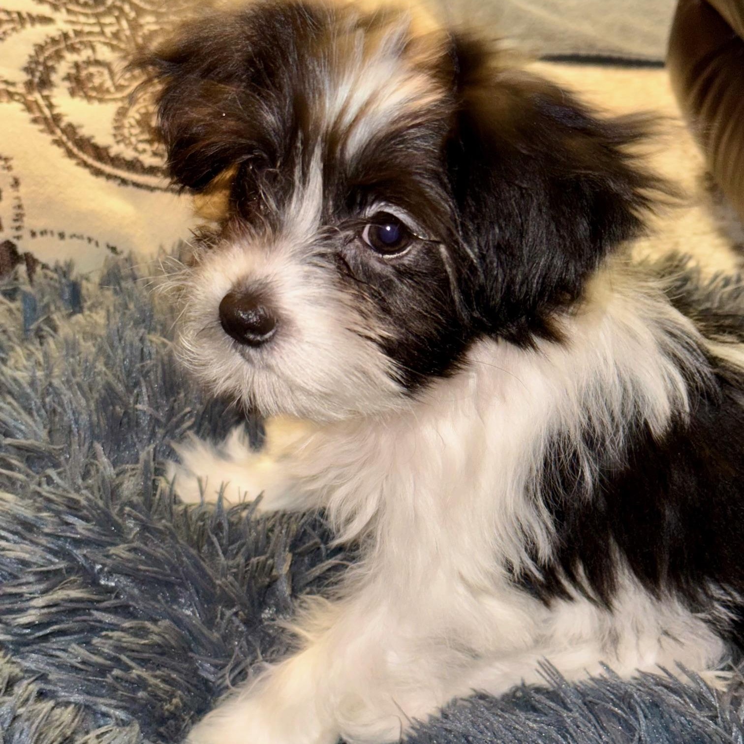 Enlarge Merry , an adopted mixed breed in Richmond, VA image 6/6