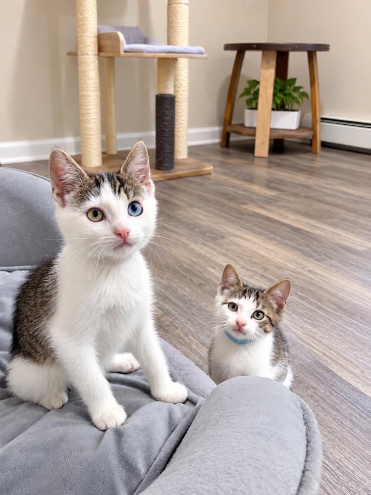 Enlarge Dolly & Billy, a Adoptable Domestic Medium Hair in Westwood, NJ image 1/2