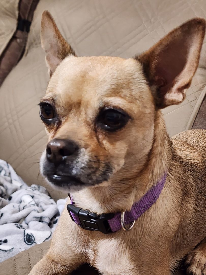Tatot Tot, a Adoptable mixed breed in Mesa, AZ image 1/2