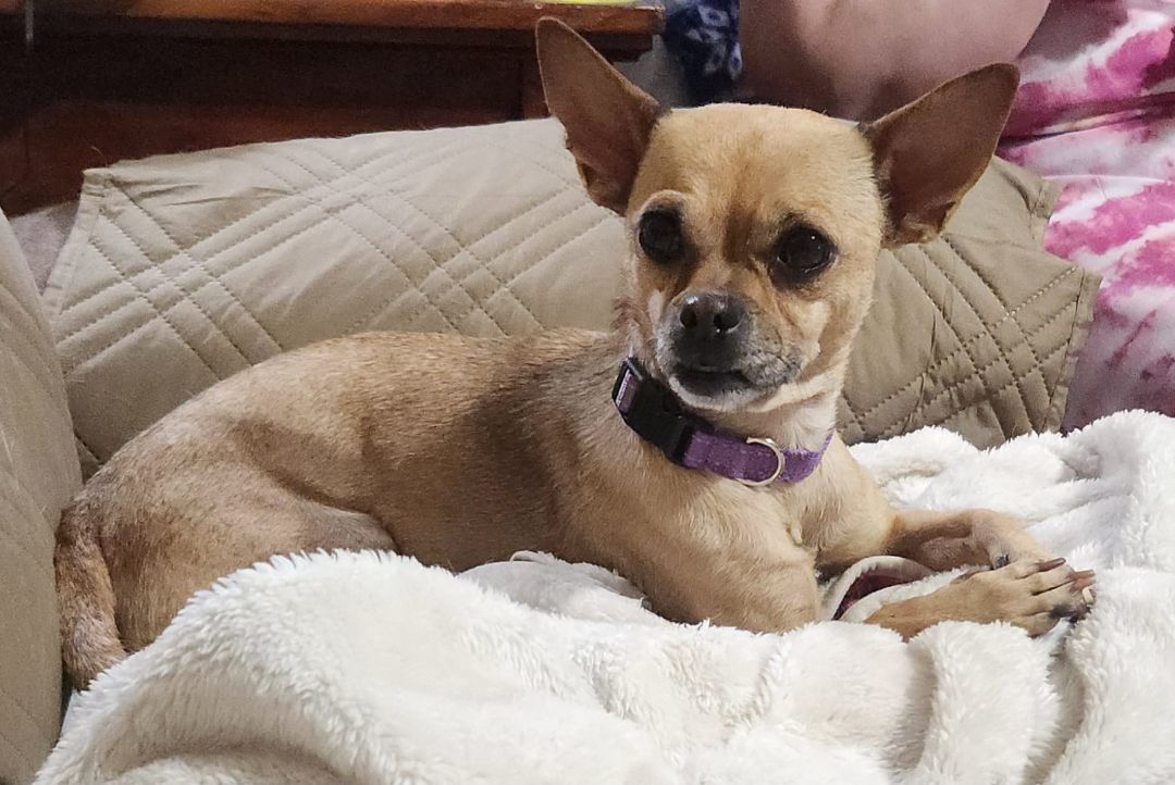 Tatot Tot, a Adoptable mixed breed in Mesa, AZ image 2/2