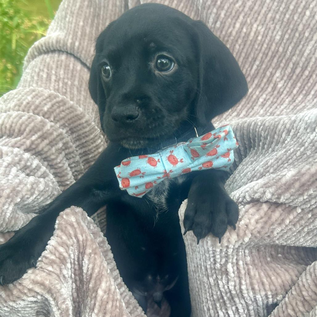 Levi, adopted, Young Male Bluetick Coonhound & Black Labrador Retriever.